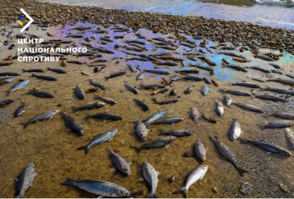 Dead fish wash up on Crimean shores possibly due to Russian tanker oil spills