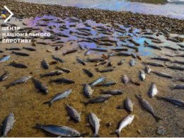 A large number of anchovy fish have washed ashore in Russian-occupied Sevastopol in Crimea allegedly due to Russian tanker oil spill accidents