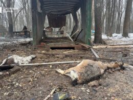 A Russian drone attack targeted Feldman Ecopark in the suburbs of Kharkiv, eastern Ukraine, on 3 March, resulting in the deaths of multiple animals.