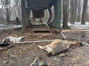 A Russian drone attack targeted Feldman Ecopark in the suburbs of Kharkiv, eastern Ukraine, on 3 March, resulting in the deaths of multiple animals.