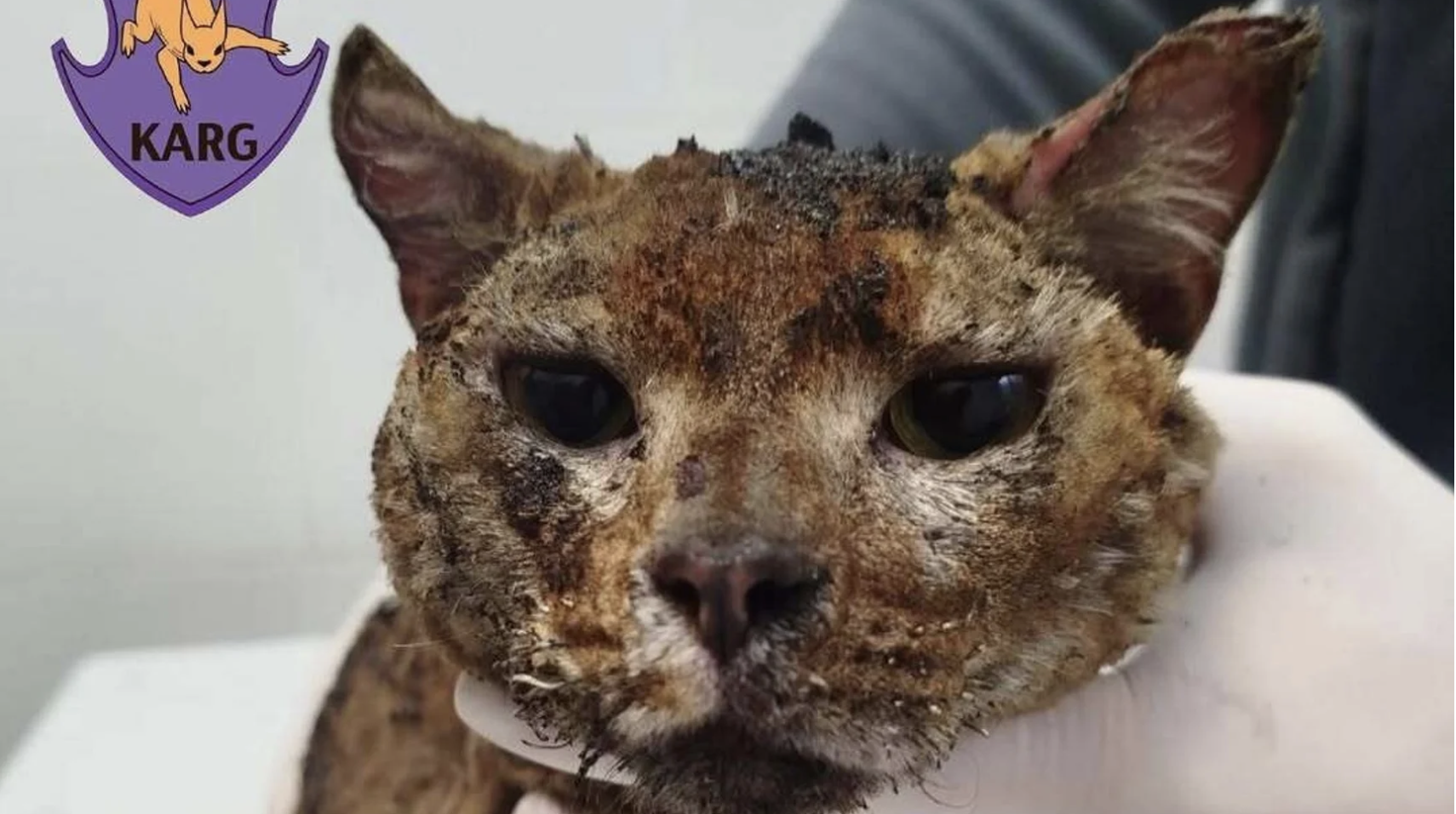 Rescuers found one severely injured cat outside the building destroyed by Russian attack on Kyiv on 7 May.