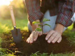 Planting a tree. Photo: Depositphotos.