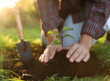 Planting a tree. Photo: Depositphotos.