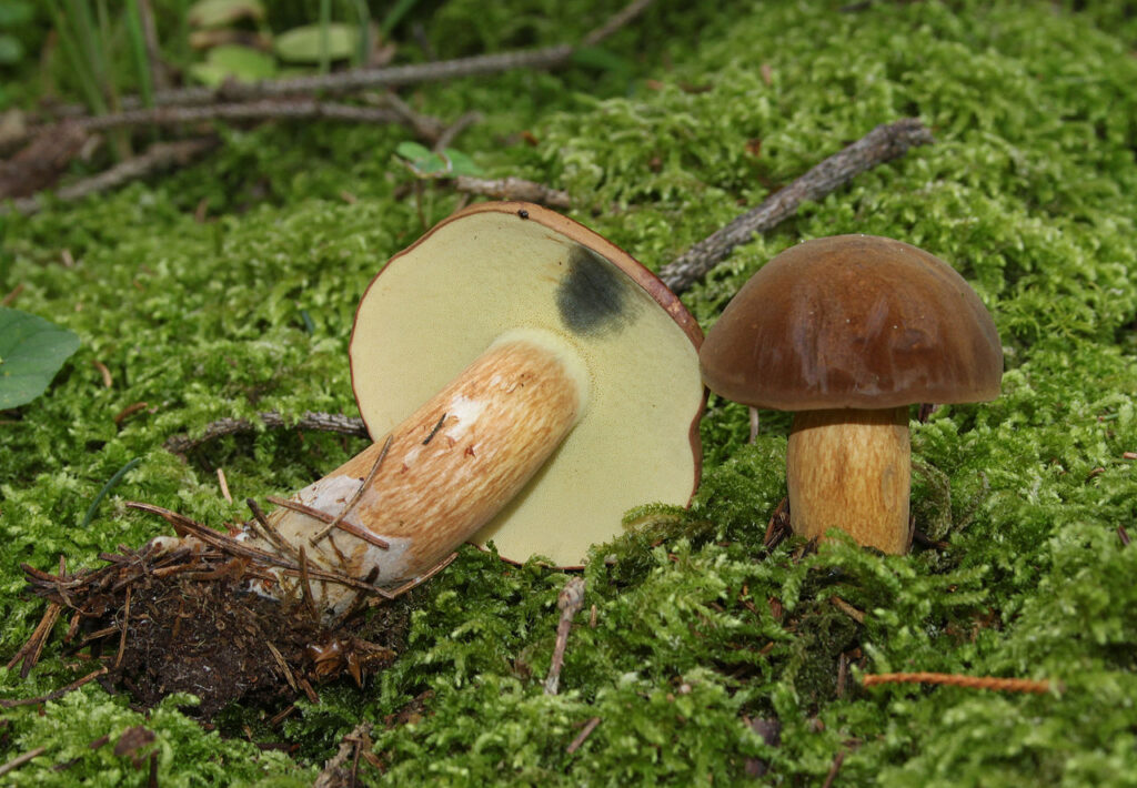 mushroom pickers found three crashed drones today two polish regions bay bolete known ukraine commons/holger krisp 1280px-maronenröhling pieces drone-like wreckage were discovered 21 voivodeships across poland local police objects remote