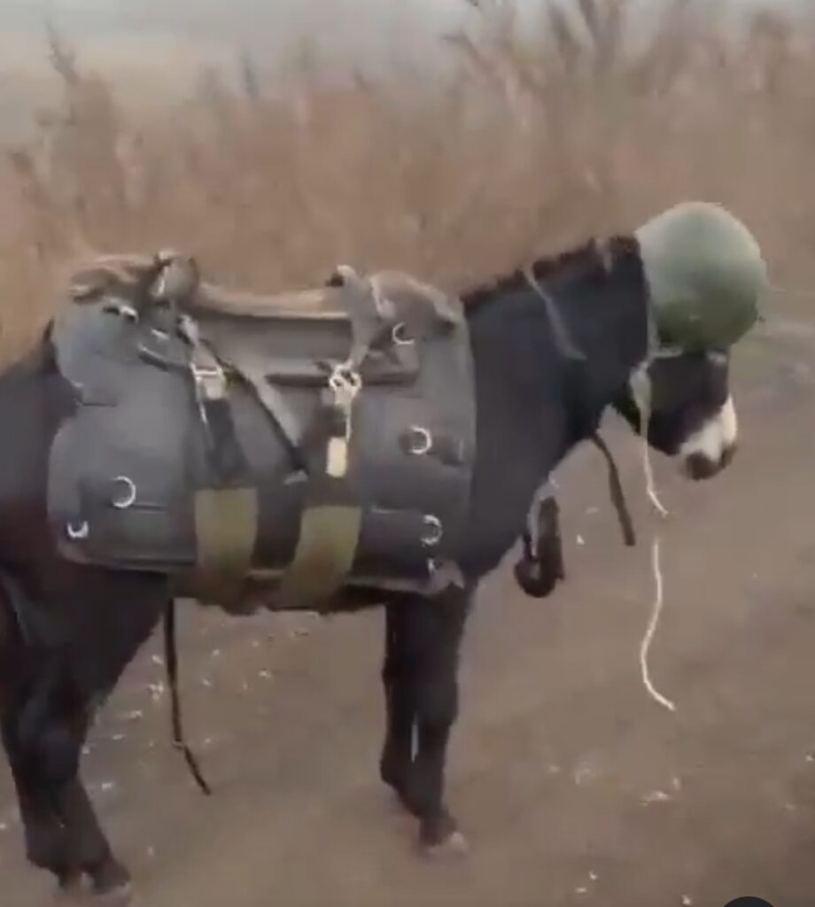 Screenshot from video released by Visegrád 24 on wich Russian soldier showcased a "combat donkey" wearing a vest and helmet