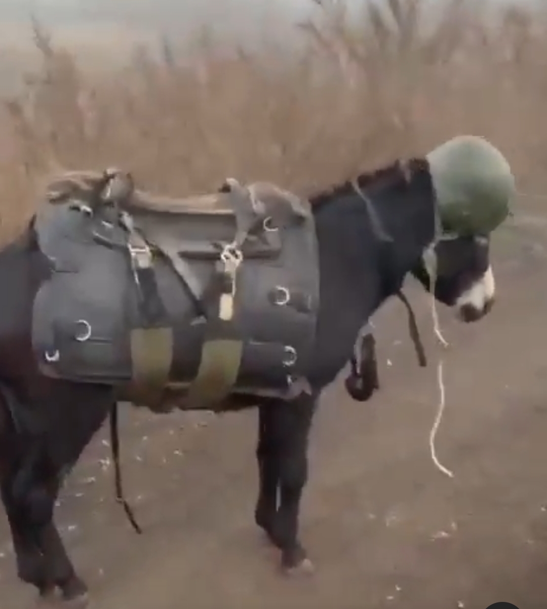 Screenshot from video released by Visegrád 24 on wich Russian soldier showcased a "combat donkey" wearing a vest and helmet