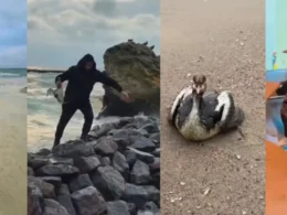 Collage showing oil-covered Odesa beach, volunteer rescuing bird from rocks, oil-soaked seabird on sand, and rehabilitator holding affected bird after Russian strikes on Port Pivdennyi