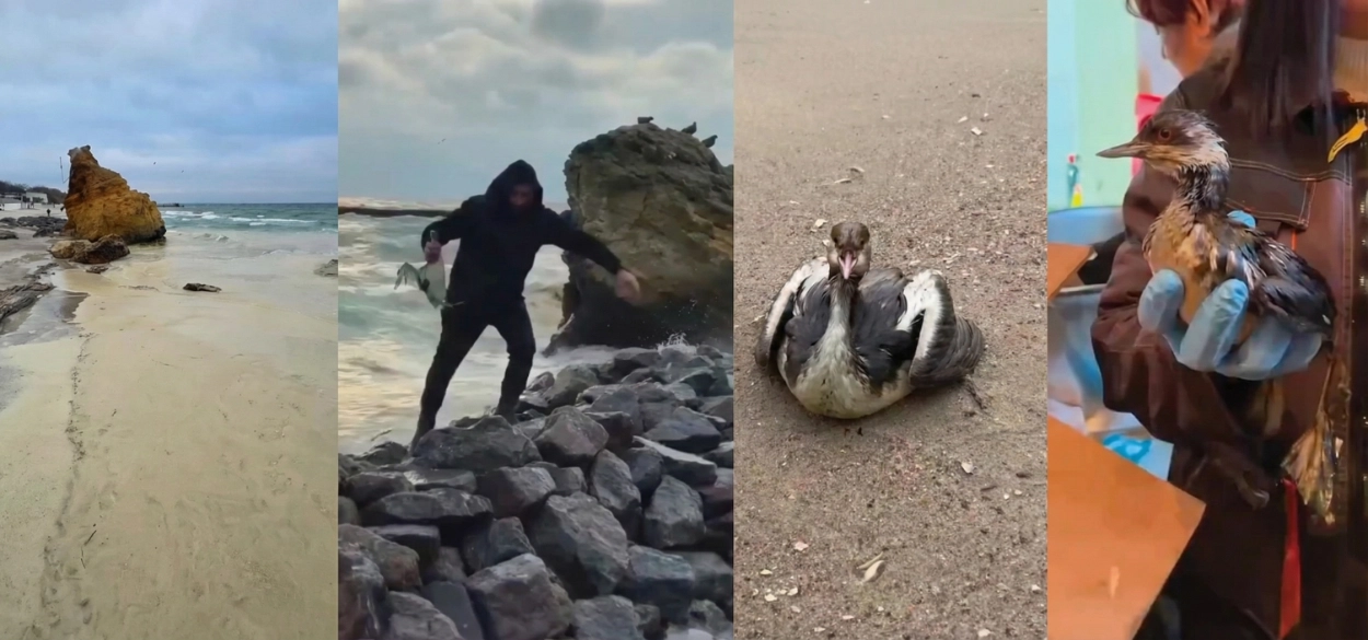 Collage showing oil-covered Odesa beach, volunteer rescuing bird from rocks, oil-soaked seabird on sand, and rehabilitator holding affected bird after Russian strikes on Port Pivdennyi