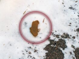 butterfly mine petal mine A PFM-1S anti-personnel “butterfly” mine found on the grounds of a medical facility in Kherson. Photo: Kherson Oblast Police