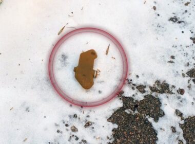butterfly mine petal mine A PFM-1S anti-personnel “butterfly” mine found on the grounds of a medical facility in Kherson. Photo: Kherson Oblast Police