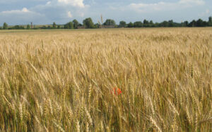 wheat field in riven oblast, ukraine