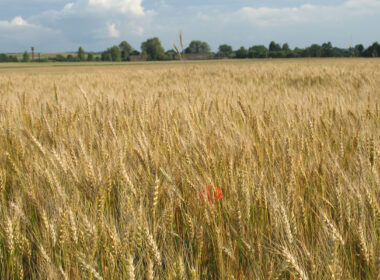 wheat field in riven oblast, ukraine