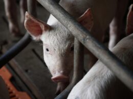 a young pig in a farm