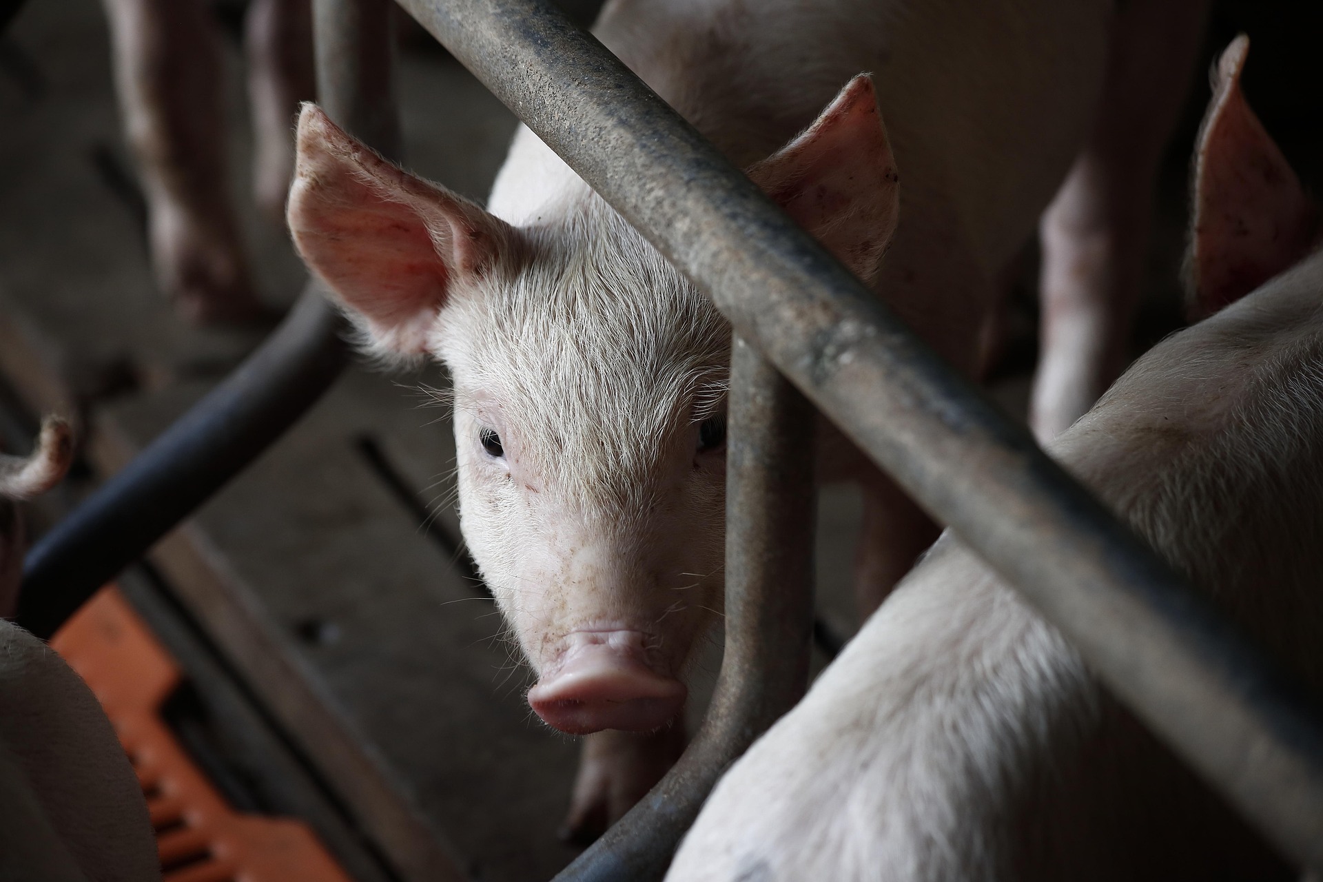 a young pig in a farm