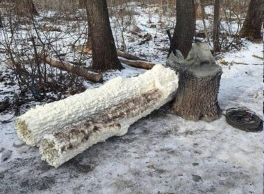 A Russian-made fake tree used to conceal a communication antenna from Ukrainian drone surveillance.