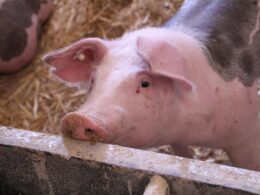 asian markets open up to ukrainian pork
