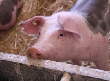asian markets open up to ukrainian pork
