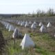 Ukraine's anti-tank fortifications on the border with Transnistria. Source: The Operation Command West