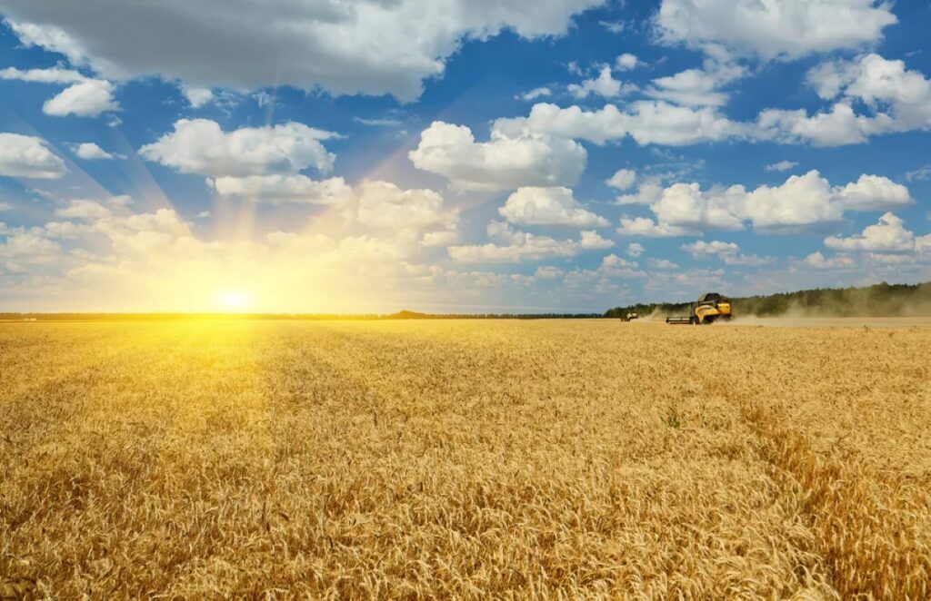 a combine working on a ukrainian field