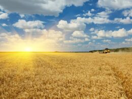 a combine working on a ukrainian field