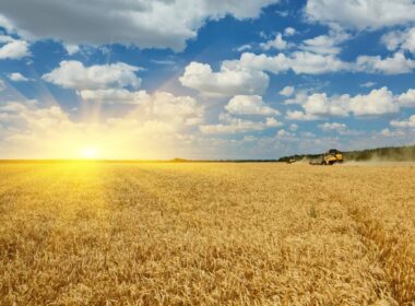 a combine working on a ukrainian field