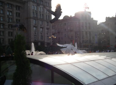 Pigeons in Kyiv, Ukraine.