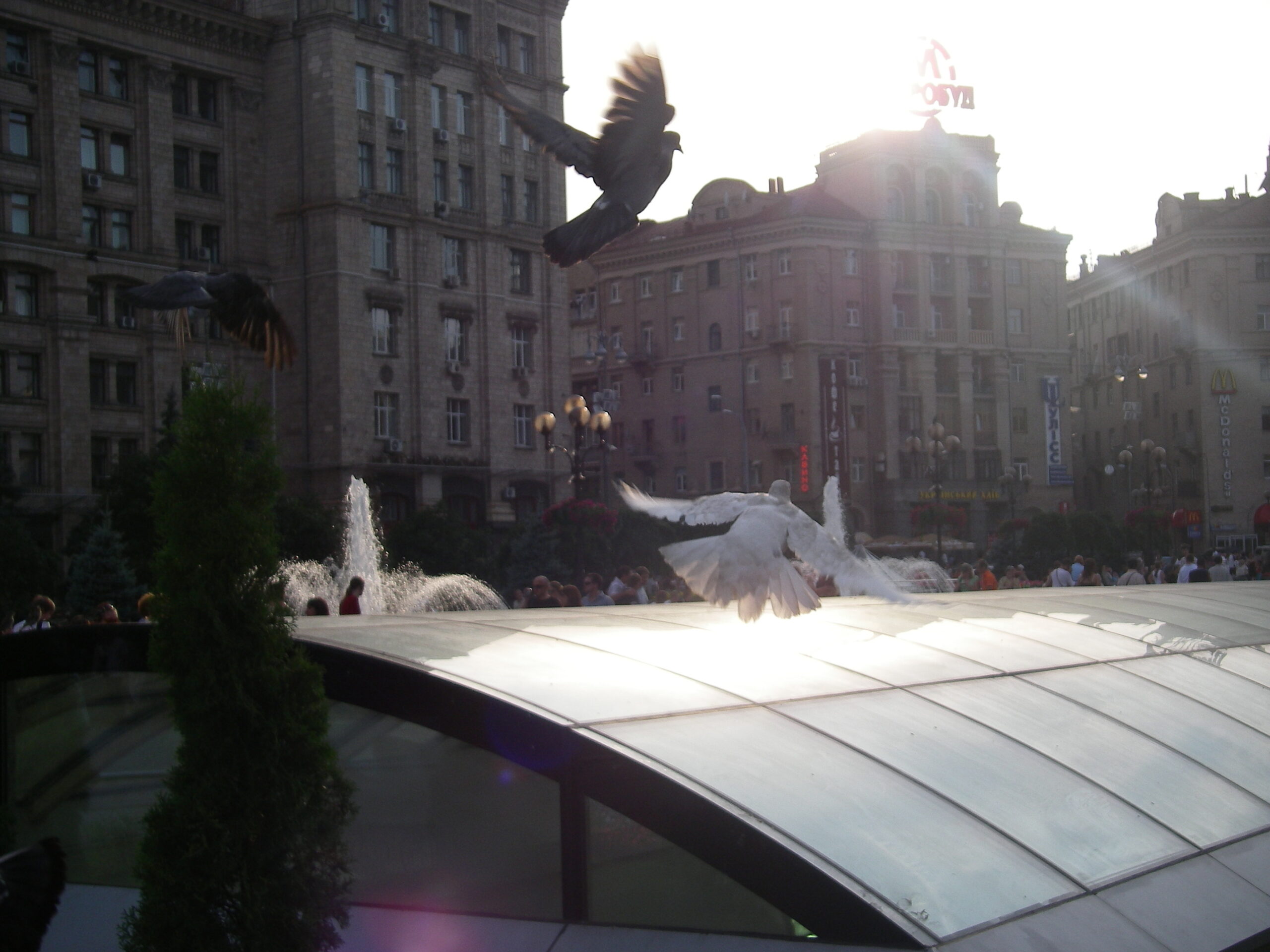 Pigeons in Kyiv, Ukraine.