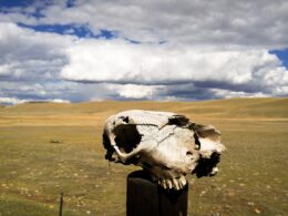 Cow skull. Illustrative image, via Wikimedia Commons