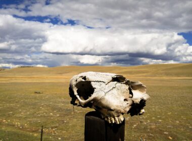 Cow skull. Illustrative image, via Wikimedia Commons