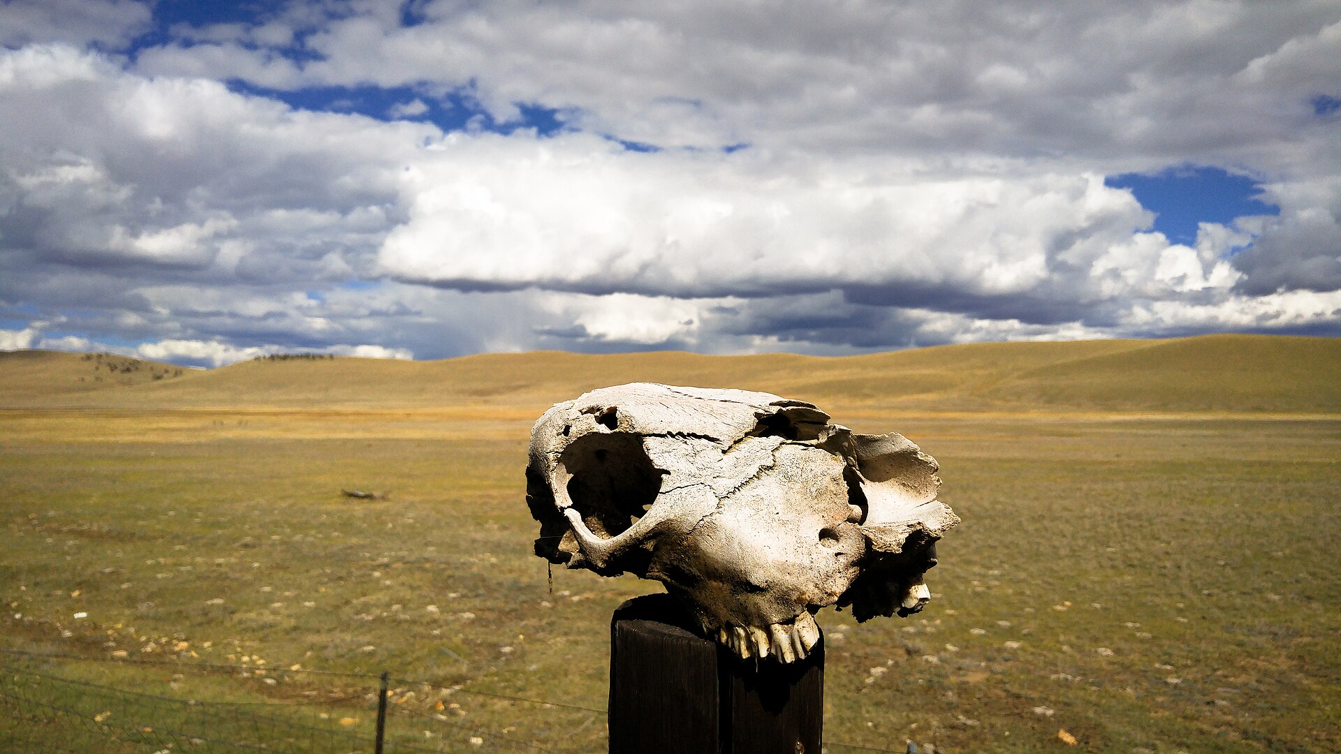 Cow skull. Illustrative image, via Wikimedia Commons