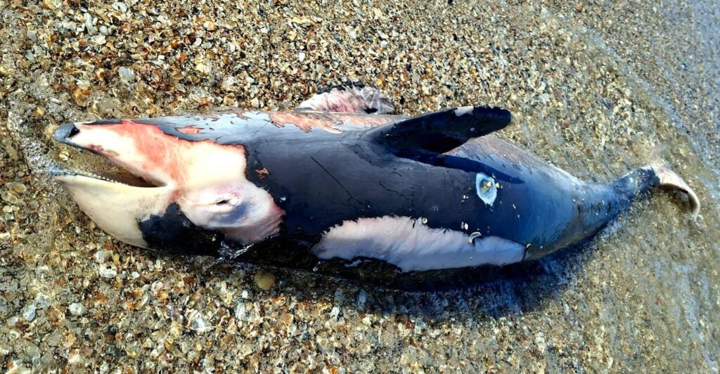 A dead dolphin on Ukraine’s Odesa coast, where scientists link rising marine deaths to Russia’s war in the Black Sea. Photo: Ivan Rusev