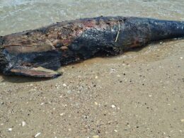A dead dolphin on Ukraine’s Odesa coast, where scientists link rising marine deaths to Russia’s war in the Black Sea. Photo: Ivan Rusev