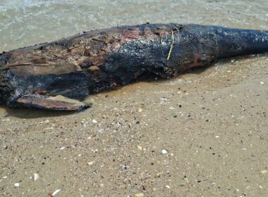 A dead dolphin on Ukraine’s Odesa coast, where scientists link rising marine deaths to Russia’s war in the Black Sea. Photo: Ivan Rusev