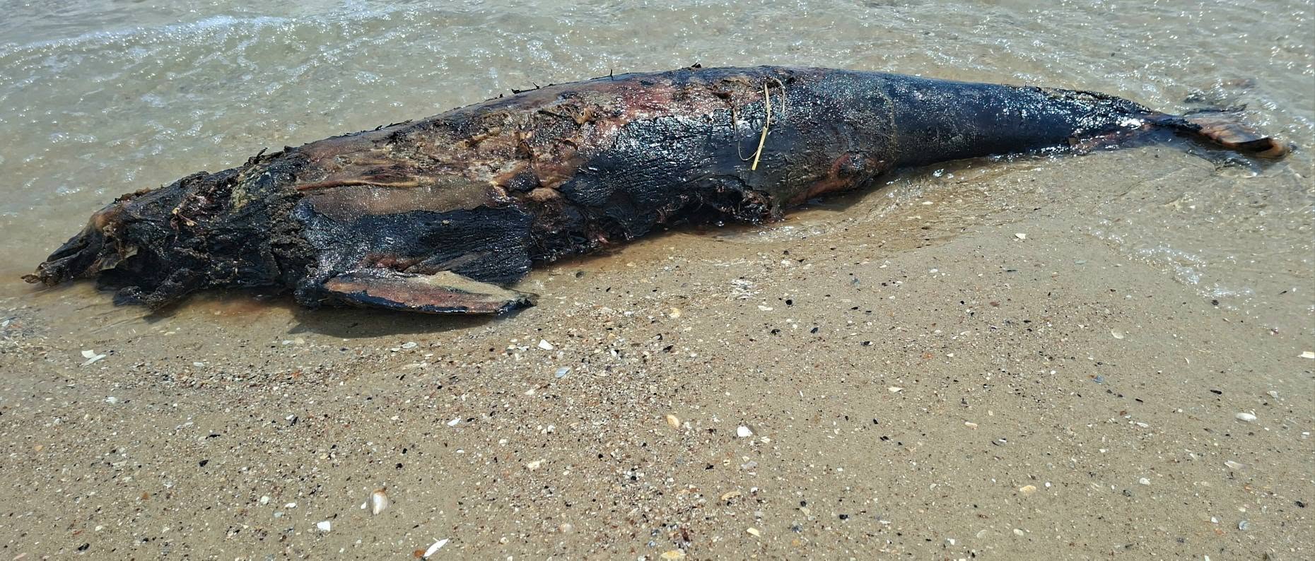 A dead dolphin on Ukraine’s Odesa coast, where scientists link rising marine deaths to Russia’s war in the Black Sea. Photo: Ivan Rusev