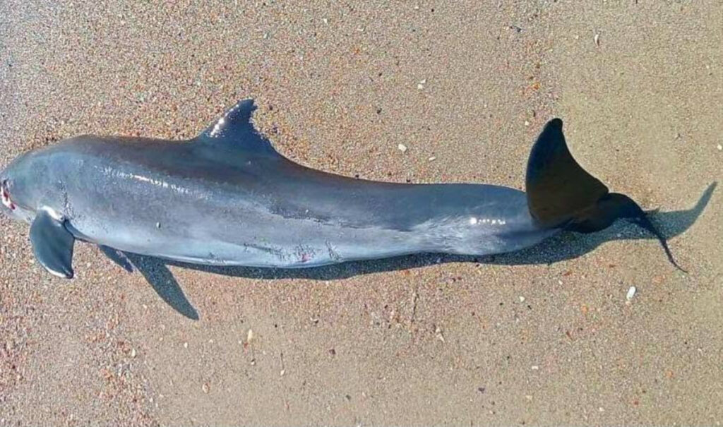 A dead dolphin on Ukraine’s Odesa coast, where scientists link rising marine deaths to Russia’s war in the Black Sea. Photo: Ivan Rusev on Facebook