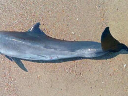 A dead dolphin on Ukraine’s Odesa coast, where scientists link rising marine deaths to Russia’s war in the Black Sea. Photo: Ivan Rusev on Facebook