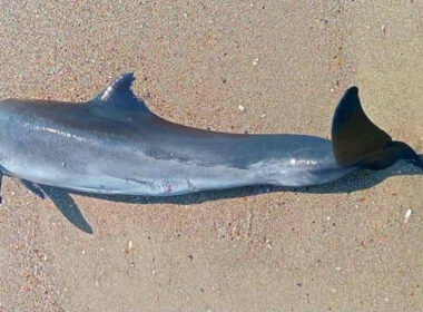 A dead dolphin on Ukraine’s Odesa coast, where scientists link rising marine deaths to Russia’s war in the Black Sea. Photo: Ivan Rusev on Facebook