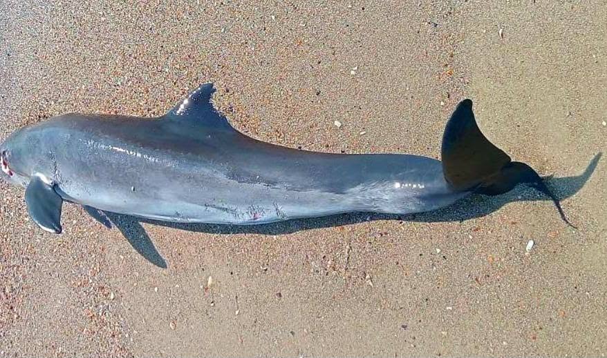 A dead dolphin on Ukraine’s Odesa coast, where scientists link rising marine deaths to Russia’s war in the Black Sea. Photo: Ivan Rusev