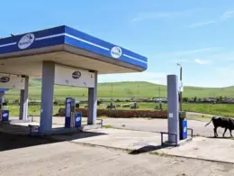 a cow grazes by an idle sayanneft gas station in russia amid nationwide fuel crisis