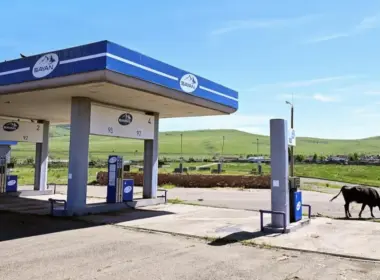 a cow grazes by an idle sayanneft gas station in russia amid nationwide fuel crisis