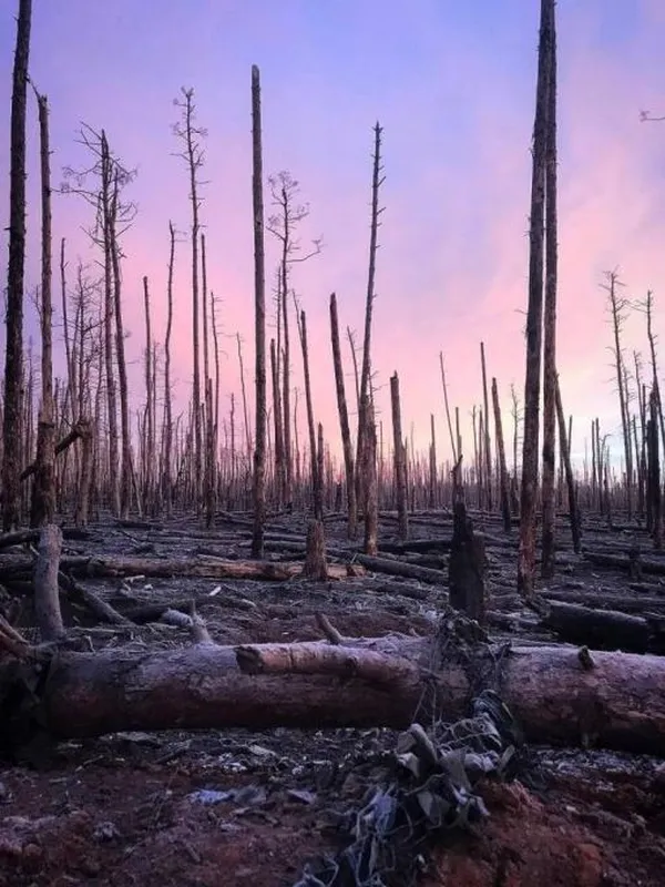 Serebrianskyi forest, Luhansk region, Ukraine