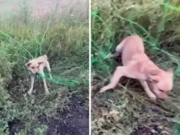 Side-by-side screenshots show a tan dog trapped in green anti-drone netting and moving free after Ukrainian soldiers cut it loose.