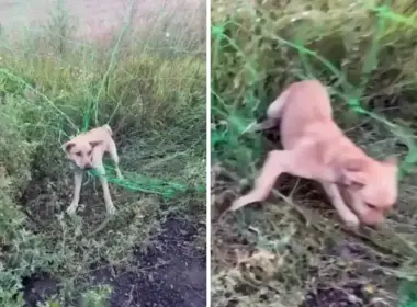 Side-by-side screenshots show a tan dog trapped in green anti-drone netting and moving free after Ukrainian soldiers cut it loose.