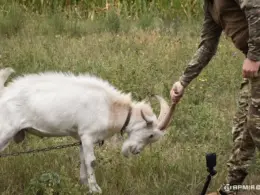 stray goat named Borka