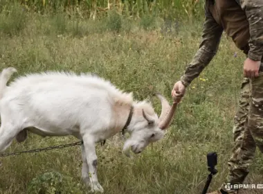 stray goat named Borka