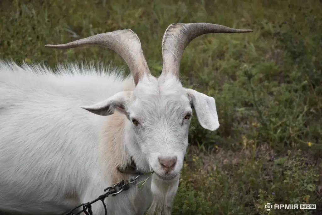 stray goat named Borka