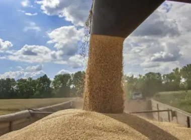 Grain pours from a combine harvester into a trailer during harvest in Ukraine.