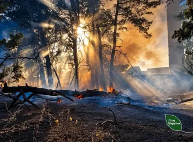 forest fires
